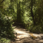 Sendero El Peumal – Parque Nacional Nonguén
