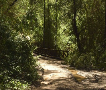 Sendero El Peumal – Parque Nacional Nonguén