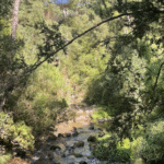 los olivillos nonguen