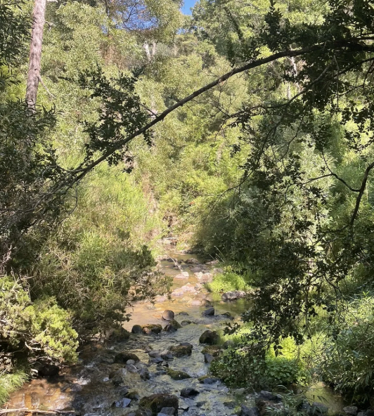 los olivillos nonguen