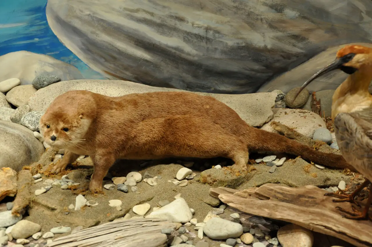 nutria huillin